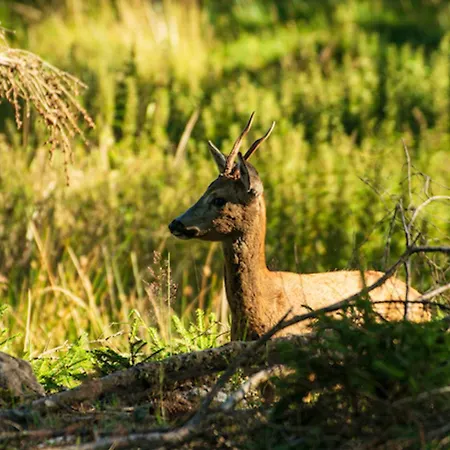 Apartamento Tannenduft *