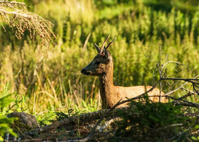 Lägenhet Tannenduft *